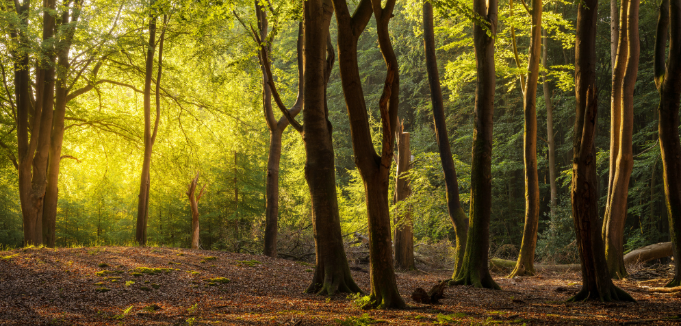 Environmental Law Reform: The EPBC Act Overhaul and Australia's New Federal Framework