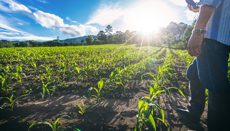 Pressing Regulatory Issues and Disputes in Australian Agribusiness